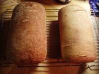 freshly baked white and wheat bread